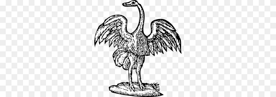 Bird Animal Png Image