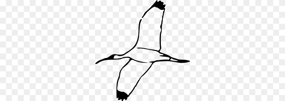 Bird Gray Png