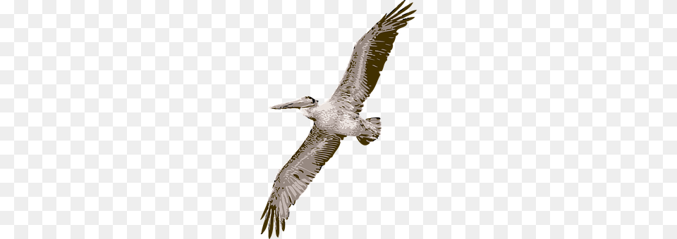 Bird Animal, Flying, Waterfowl, Pelican Free Png Download