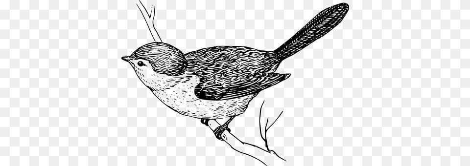 Bird Gray Free Transparent Png