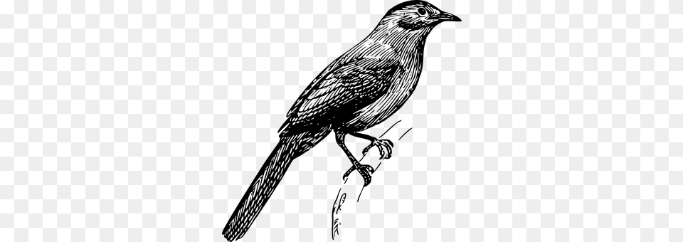 Bird Gray Free Transparent Png