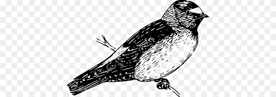 Bird Gray Png Image