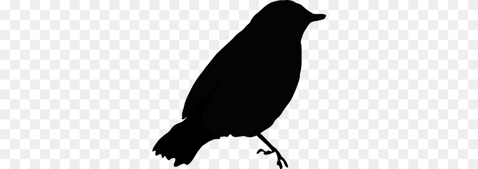 Bird Gray Free Png Download