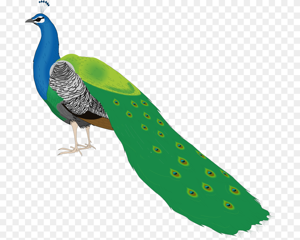 Bird 55 Vector Beautiful Peacock Images For Drawing, Animal, Fish, Sea Life Png Image