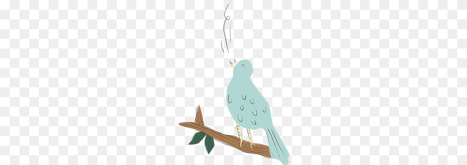 Bird Animal, Beak, Quail Free Transparent Png