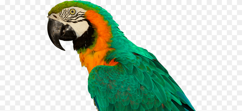 Bird, Animal, Macaw, Parrot Png
