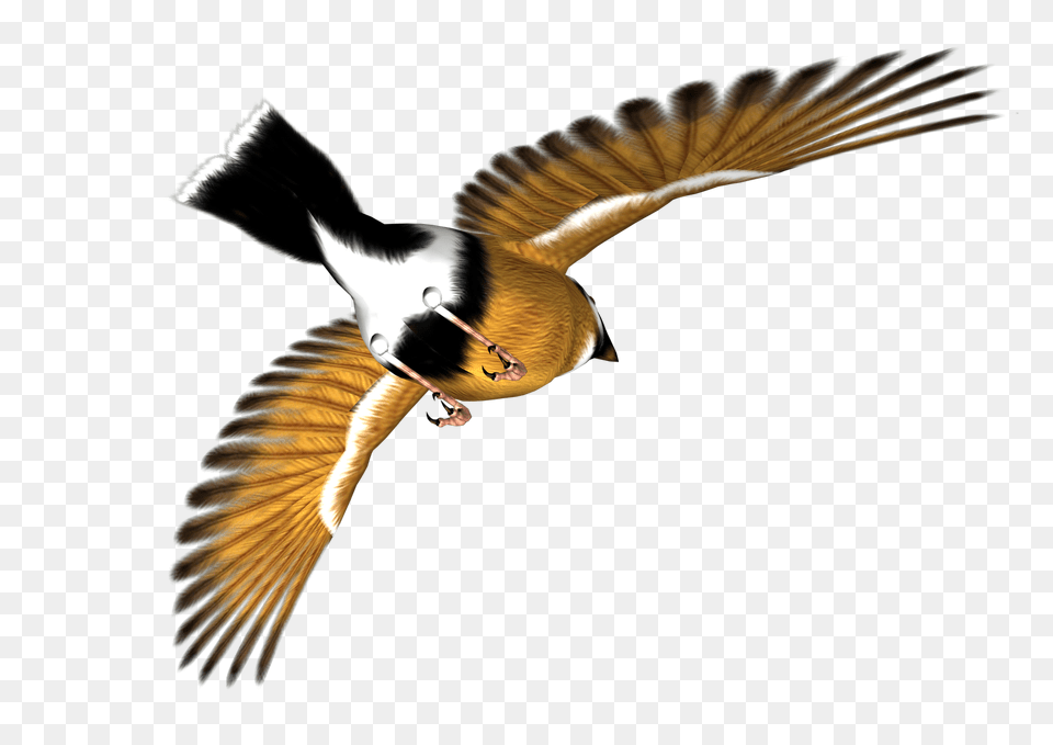 Bird Almost Friday Clipart Clipartmasters, Animal, Beak, Flying, Waterfowl Free Transparent Png