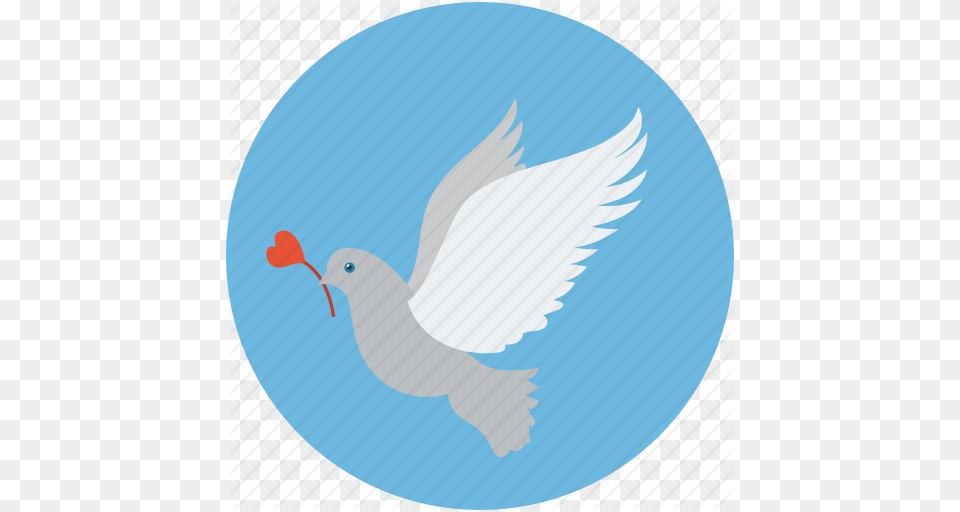 Bird And Rose Dove Of Peace Dove With Rose Flying Dove Glowing, Animal, Pigeon Png Image