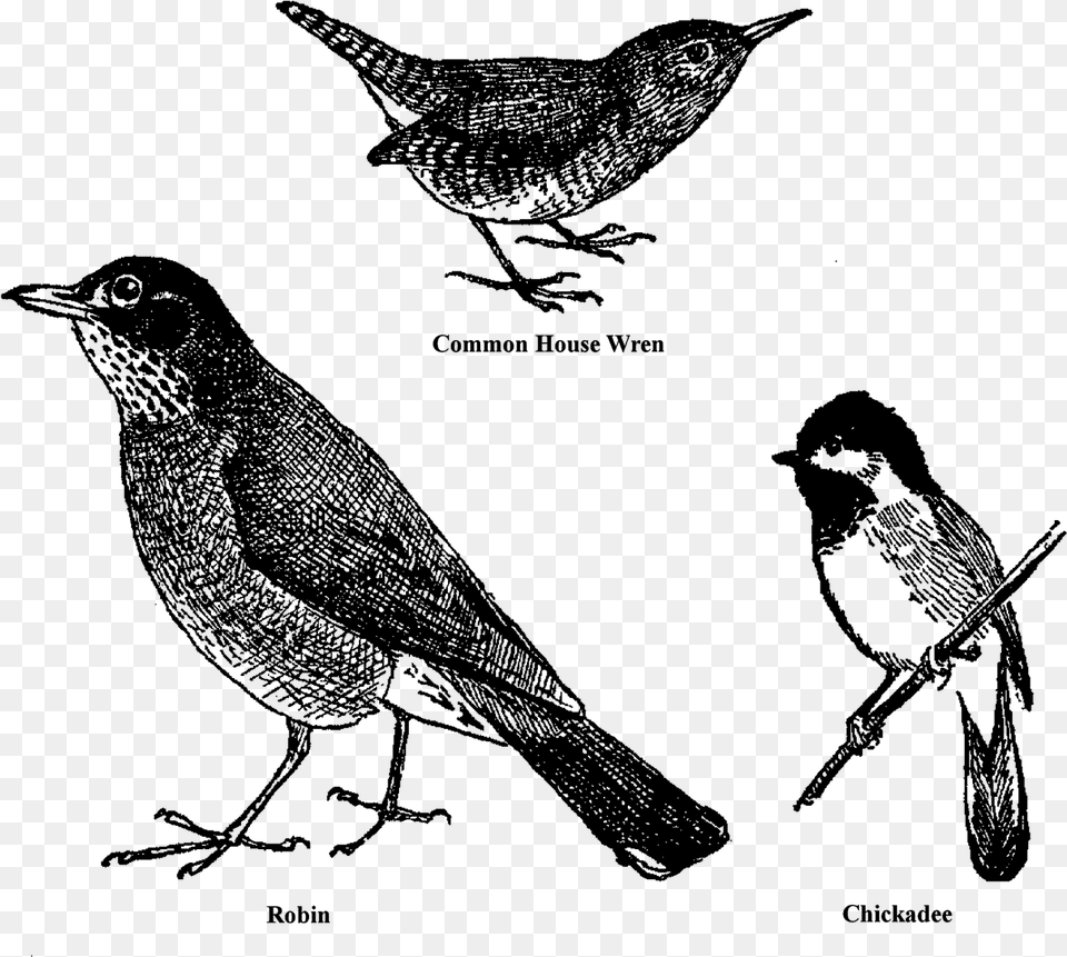 Bird Animal Drawings Sketches Clipart Collage Sheet Robin, Gray Free Png