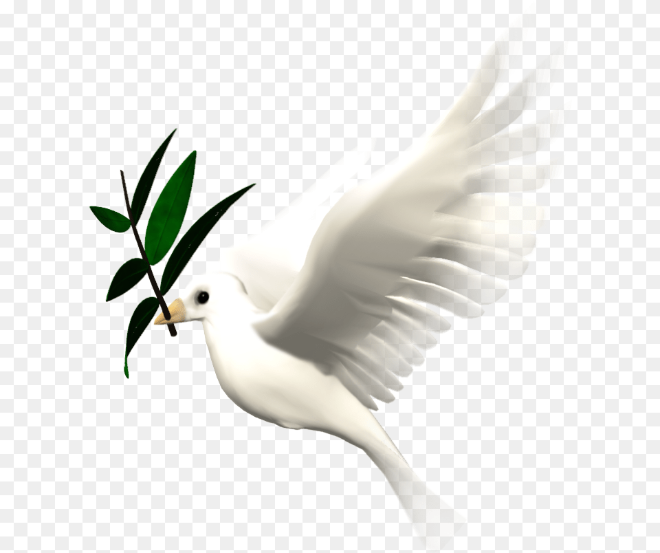 Bird Animation Giphy Clip Art Animated Flying Dove, Animal, Pigeon, Plant Png