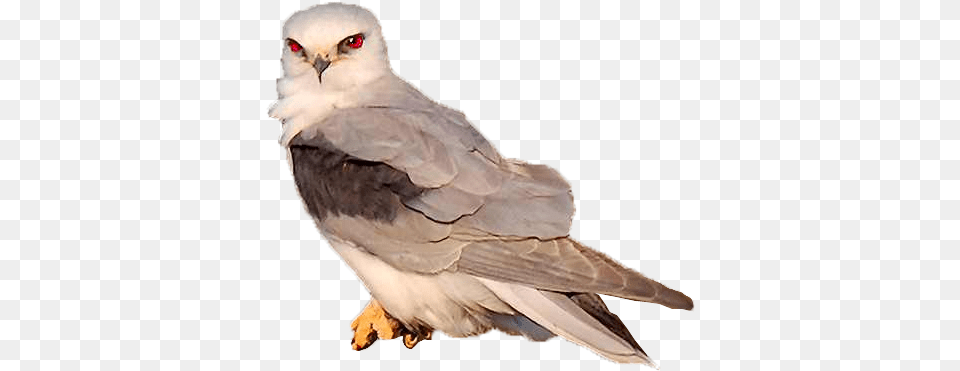 Bird Animation Hawk, Animal, Kite Bird, Beak Free Transparent Png