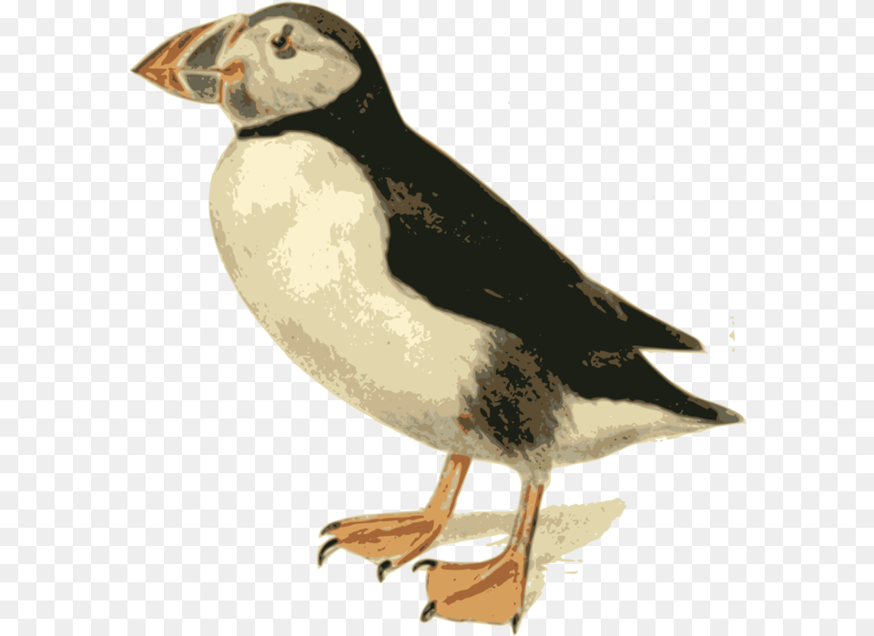 Bird Atlantic Puffin Clipart Atlantic Puffin, Animal, Fish, Sea Life, Shark Free Png