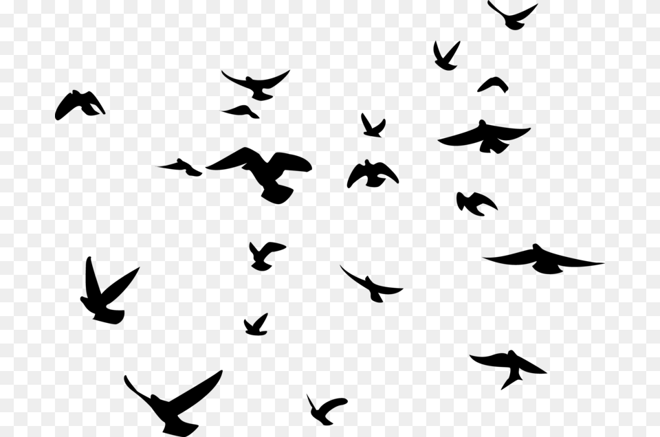 Bird Background Birds Flock Of Birds Silhouette, Gray Free Transparent Png