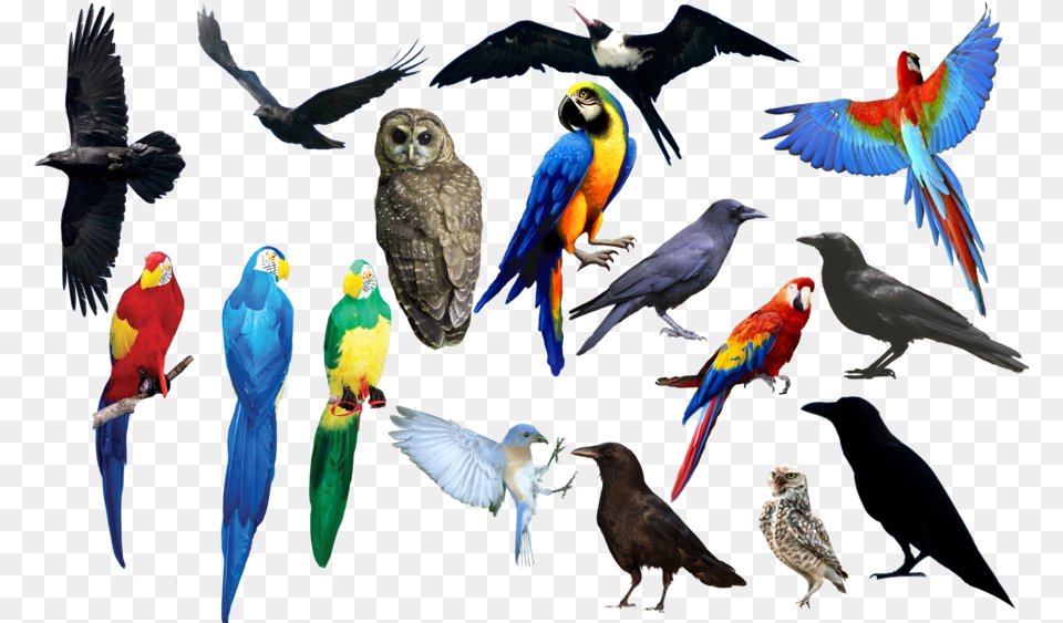 Bird Bird Bird Format By Chimonk All Birds Images, Animal, Beak, Parrot, Flying Png Image
