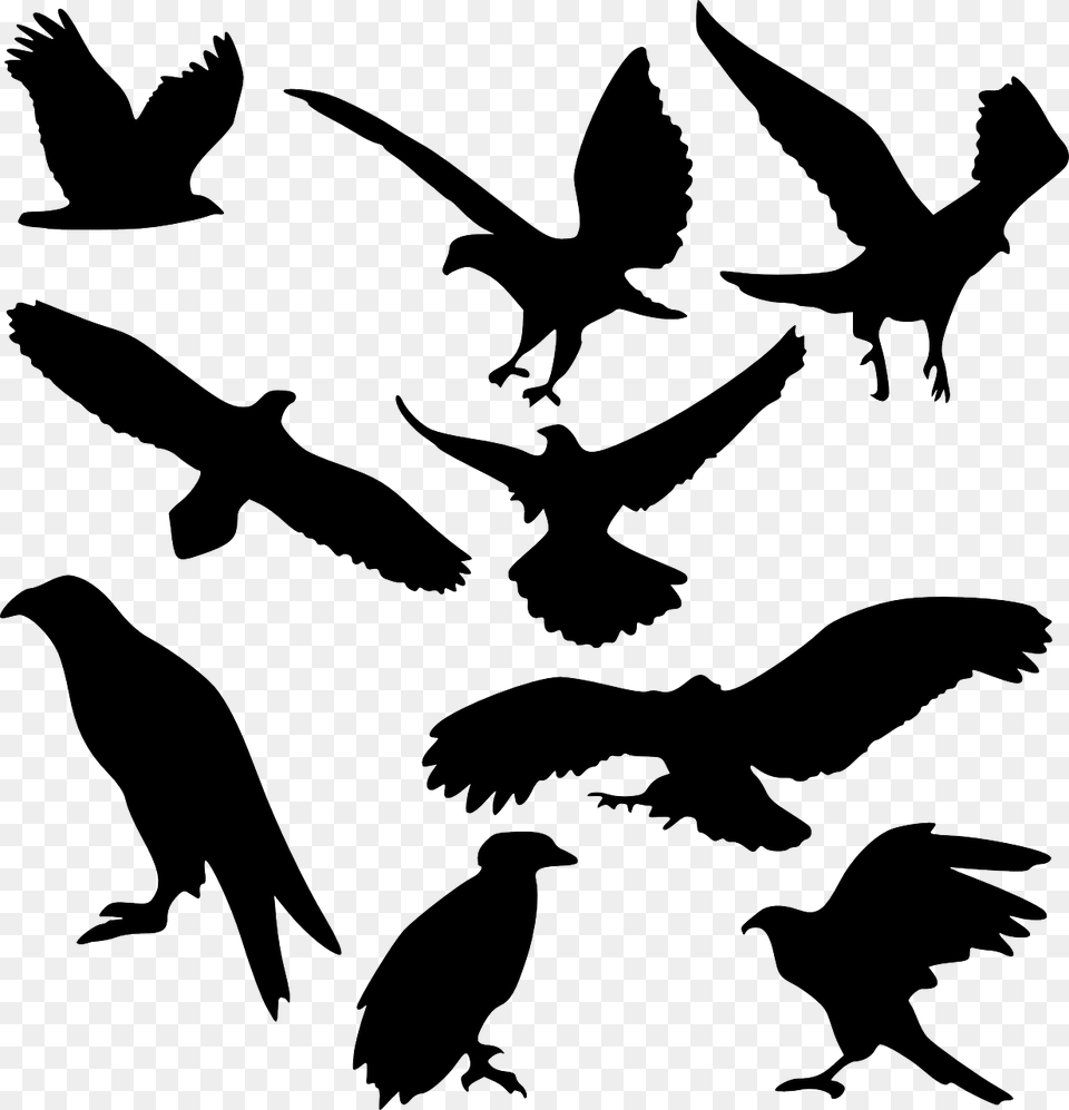 Bird Bird Of Prey Raptor Eagle Fly Hawk Iconset Silhouette Wedge Tail Eagle, Animal, Flying, Blackbird, Stencil Png Image