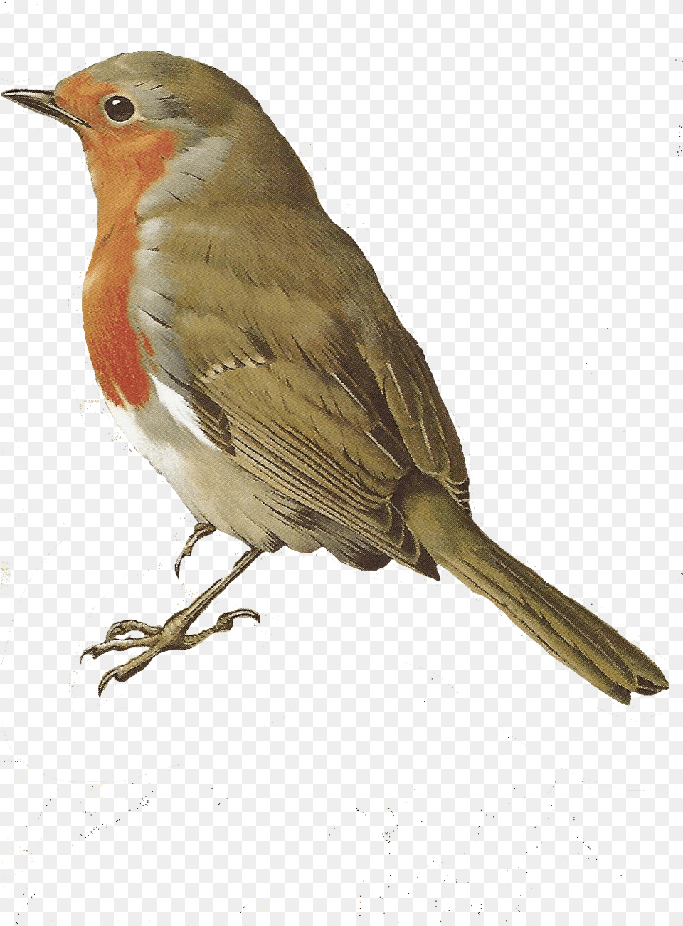 Bird Bird Robin, Animal, Finch Png