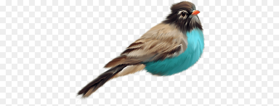 Bird Birds, Animal, Finch, Jay, Beak Free Transparent Png