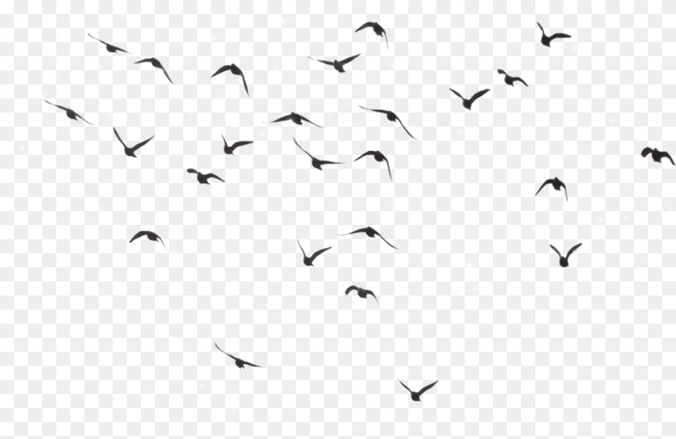 Bird Birds Divergent Picsart Selenagomez Lamija Bird, Paper, Animal, Confetti, Outdoors Free Png Download