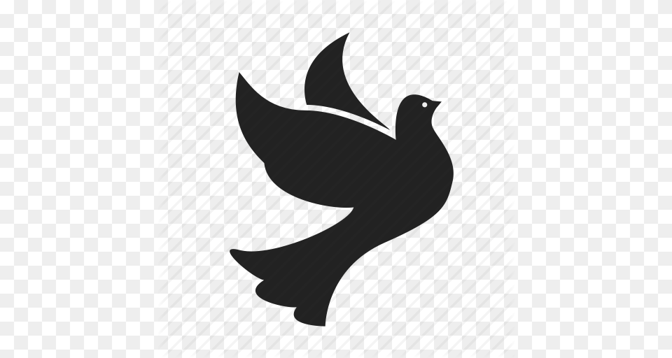 Bird Birds Dove Doves Flight Fly Flying Peace Icon, Animal, Pigeon Free Png Download