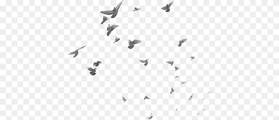 Bird Birds Dove Doves Terrieasterly White Birds, Animal, Flock, Flying Free Transparent Png