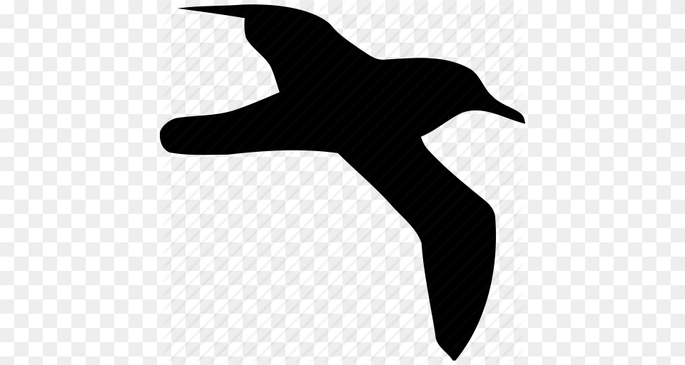 Bird Birds Flight Fly Nature Sea Gull Seagull Icon, Albatross, Animal Free Png Download