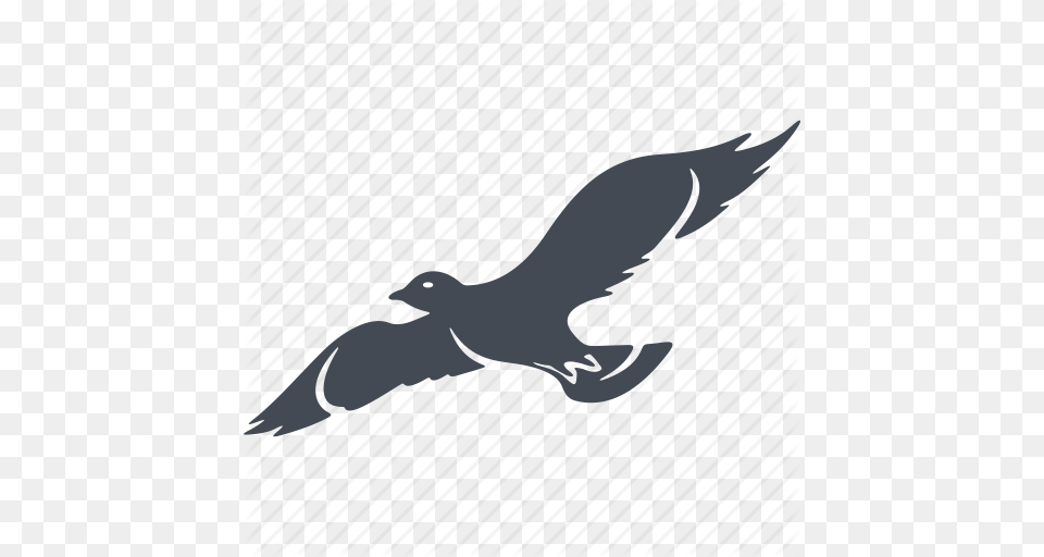Bird Birds Nature Wings Icon, Animal, Flying, Vulture, Hawk Free Png Download