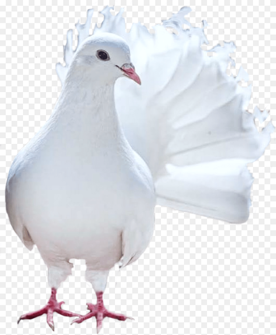 Bird Birdstickers Birds Pegion Pigeons Pigeon White Whi White Pigeon Photo Editing, Animal, Dove Free Png Download