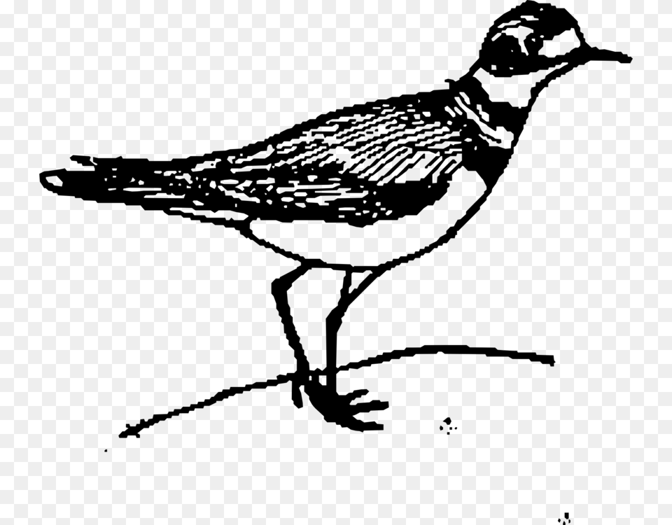 Bird Black And White, Gray Free Transparent Png