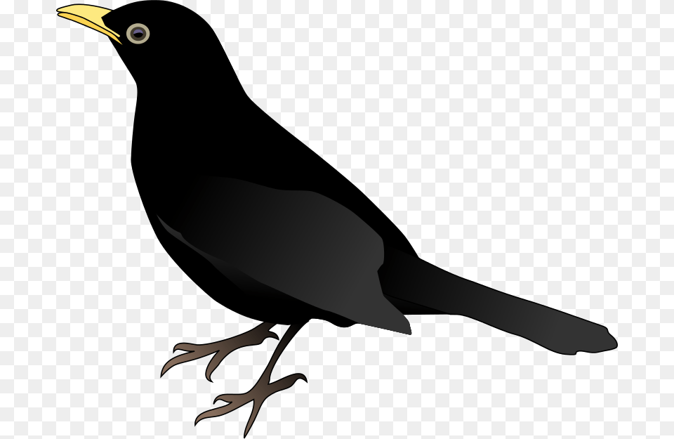 Bird Black New, Animal, Beak, Blackbird, Person Free Transparent Png