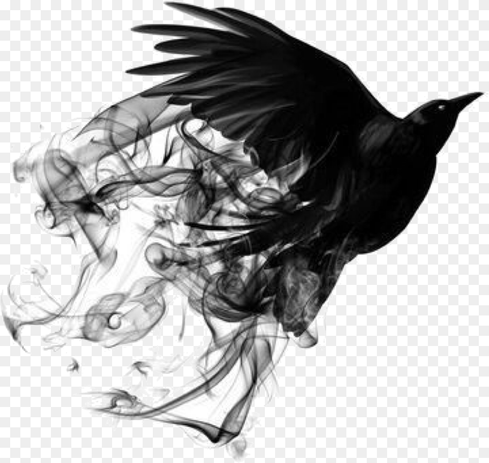 Bird Black Smoke Bird, Adult, Bride, Female, Person Free Png