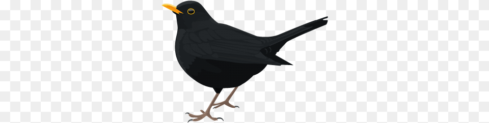 Bird Blackbird, Animal Png