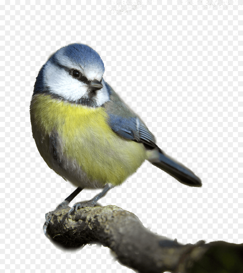 Bird Blue Tit White Background, Animal, Finch, Jay Png Image