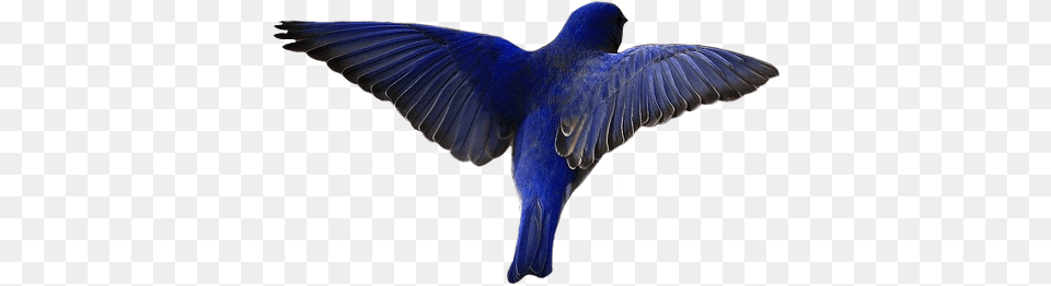 Bird Blue Wings Birds Cute Animal Aesthetic Boat Tailed Grackle, Bluebird Free Transparent Png