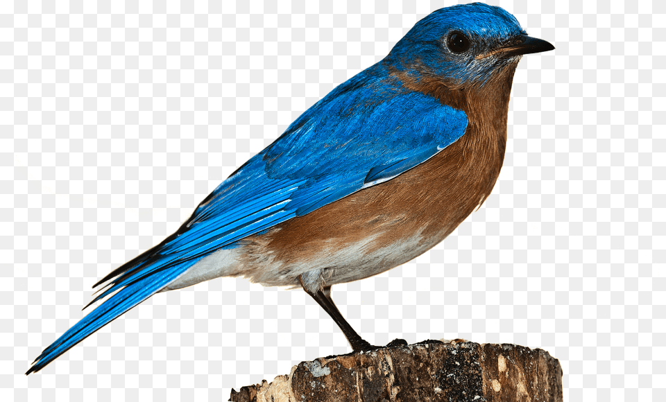 Bird Bluebird Bird Nature Perched Isolated Bird Hd Transparent Background, Animal, Jay, Blue Jay Png Image