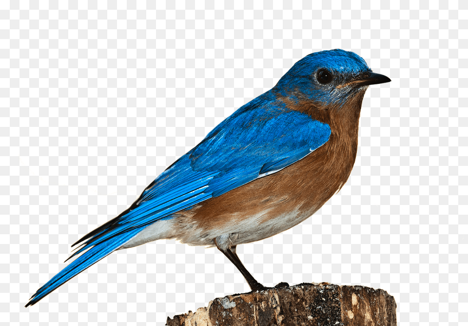Bird Bluebird Blue Bird White Background, Animal, Jay, Blue Jay Free Png