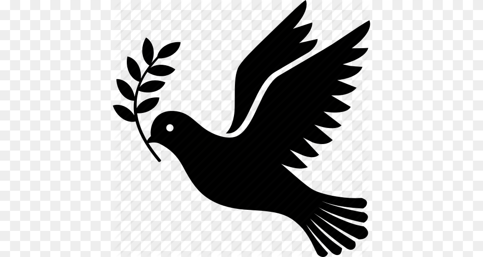 Bird Branch Dove Flying Olive Peace Icon, Animal, Blackbird Png