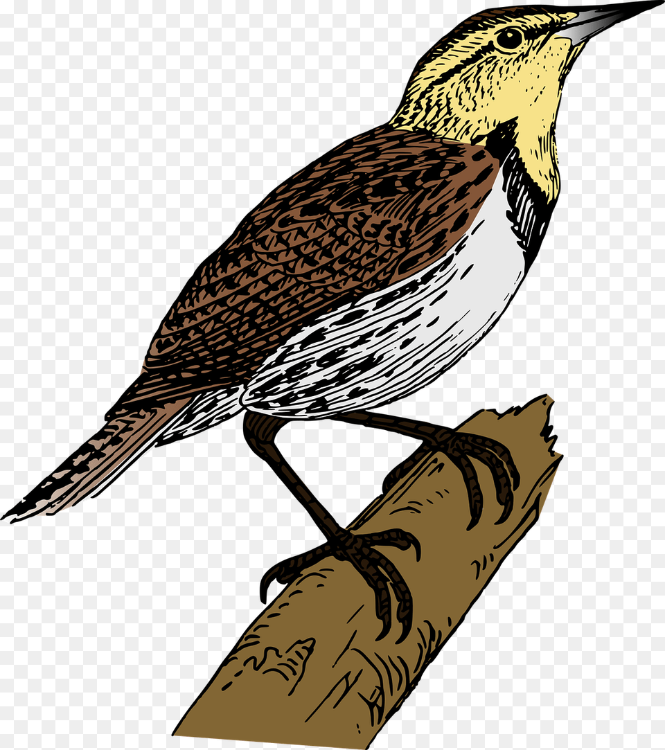 Bird Branch Lark Picture Lark, Animal, Anthus, Wren, Person Free Transparent Png