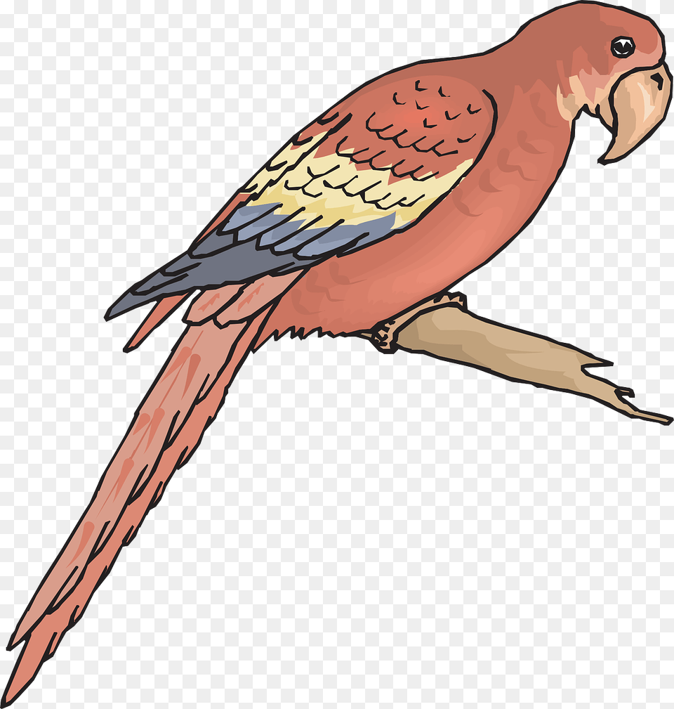Bird Branch Wings Macaw Image Macaw Coloring Page, Animal, Beak, Fish, Sea Life Free Png Download