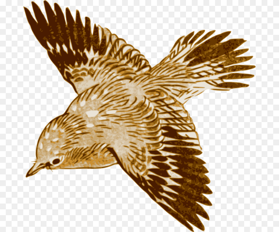 Bird Brown Bird Flying Painting, Animal, Buzzard, Hawk, Kite Bird Png