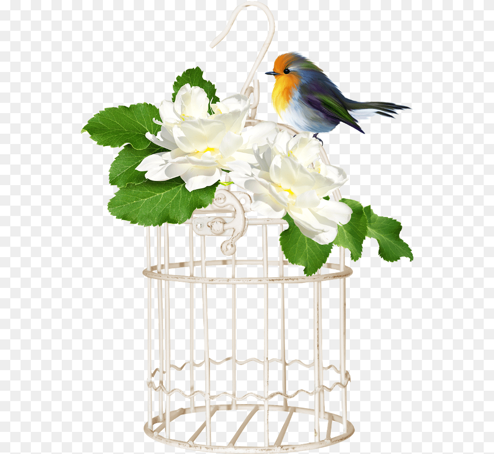 Bird Cage Cage 650x950 Clipart Download, Animal, Finch, Jay Free Png