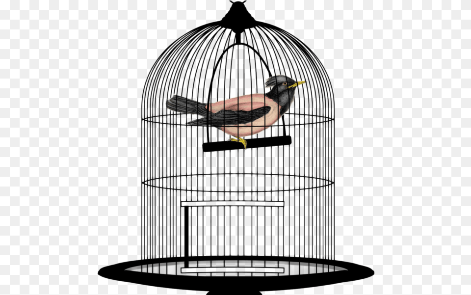 Bird Cage Bird In Cage, Animal, Finch Png Image