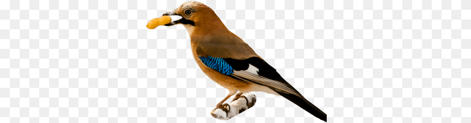 Bird Cage Stickpng Bird Eating, Animal, Beak, Jay, Finch Png Image