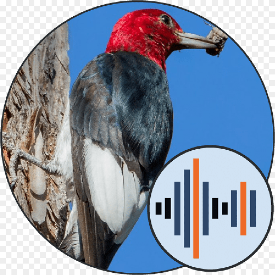 Bird Calls Sounds Soundboards U2014 101 Sound, Animal, Woodpecker, Beak Free Png