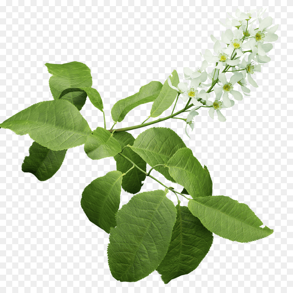Bird Cherry, Acanthaceae, Flower, Leaf, Plant Png Image