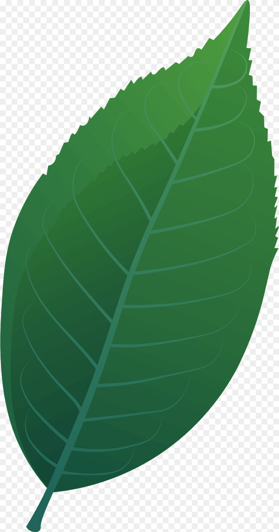 Bird Cherry Spring Leaf Clipart, Plant Png