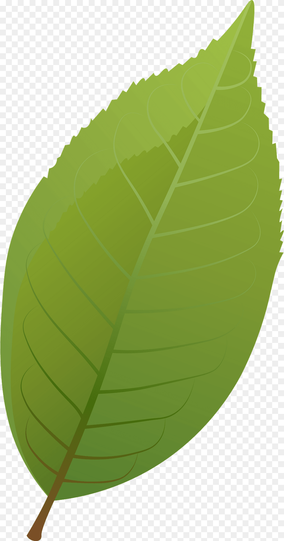 Bird Cherry Summer Leaf Clipart, Plant Png