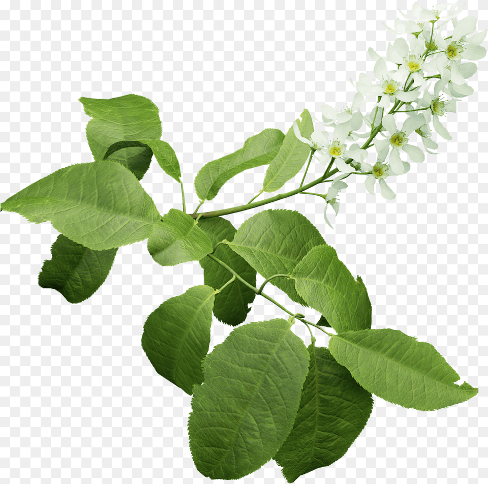 Bird Cherry The Grove 3d Trees Bird Cherry Tree, Flower, Leaf, Plant, Acanthaceae Free Transparent Png