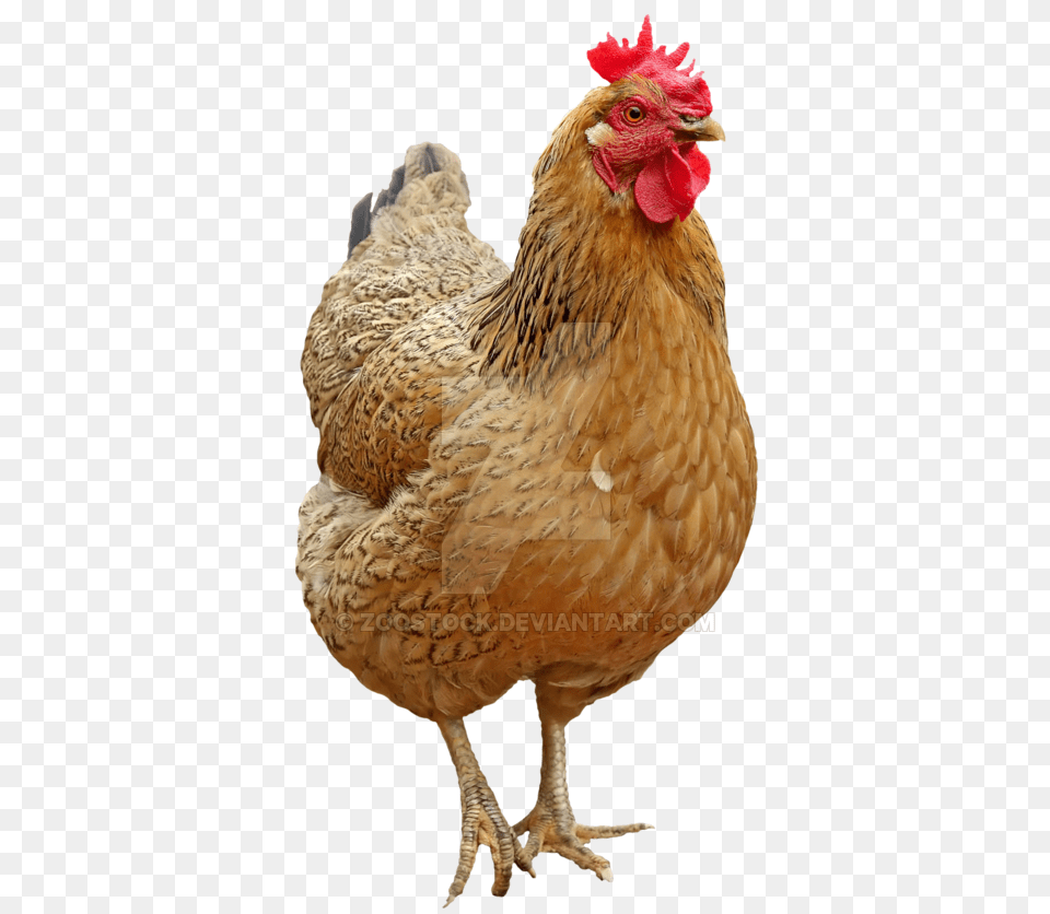 Bird Chicken Laying On A Background Chicken Background, Animal, Fowl, Hen, Poultry Free Transparent Png