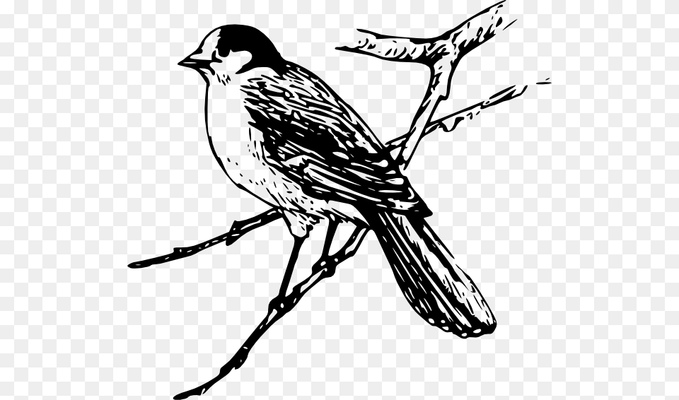 Bird Clip Art, Animal, Finch, Stencil, Blackbird Free Png