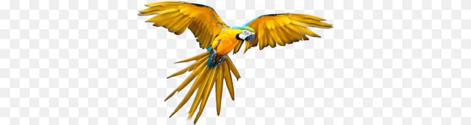 Bird Clip Art, Animal, Macaw, Parrot Free Transparent Png